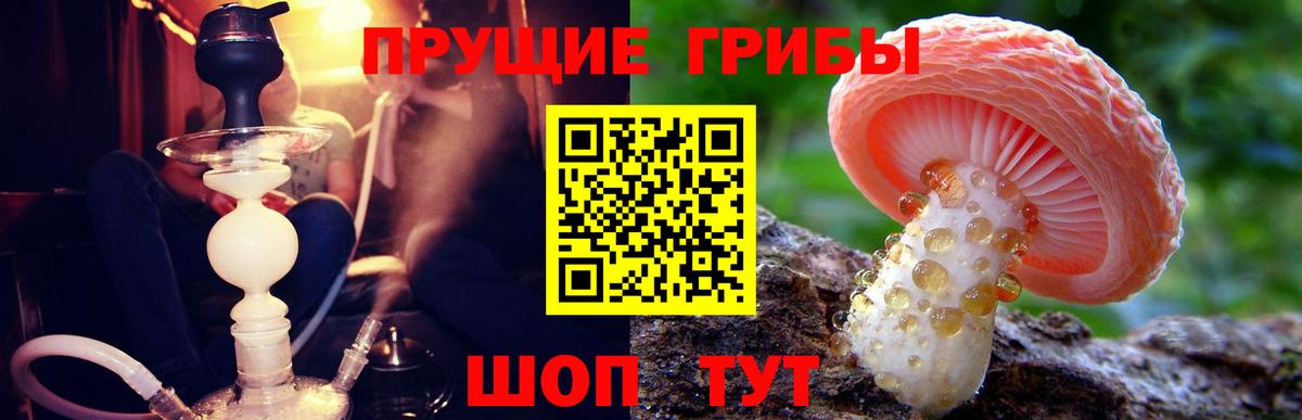Псилоцибиновые грибы Psilocybe Ялуторовск